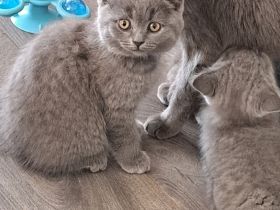 BKH Kitten. Reinrassig