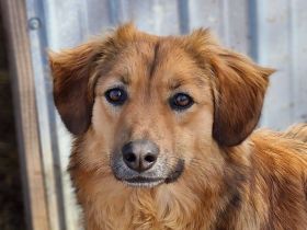 Berry , 4 Jahre alt, sucht ein Zuhause
