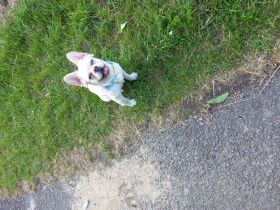 French Bulldogg Fluffy