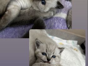 Britischkurzhaar Kitten Blaue Augen