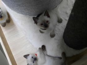 Siam kitten