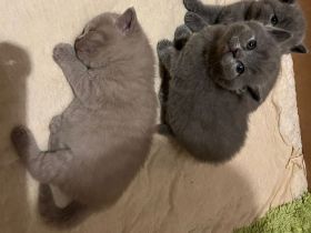 BKH Kitten REINRASSIG