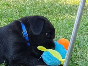 von der Black Beauty