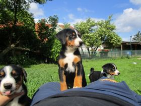 Appenzeller Sennenunde Welpen