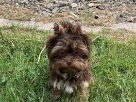 Yorkshire-Terrier Welpen