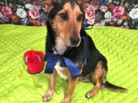 lieber, kastrierter, sehr sozial anhänglicher Patros in Rumänien, kinderlieb, katzenverträglich, suc