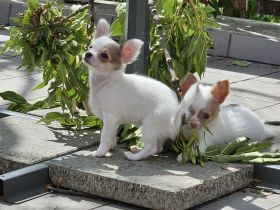 Chihuahua Welpen