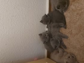 Britisch Kurzhaar Kitten