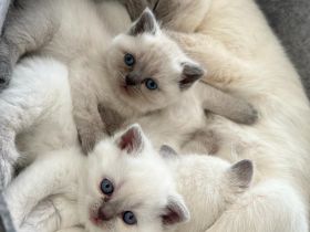 Reinrassige BKH Kitten