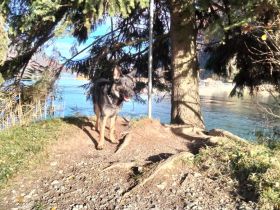 Mobile Praxis für Pferde und Hunde