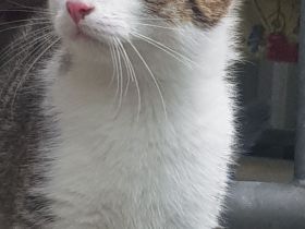 2 sehr schöne Kater suchen ein neues Zuhause