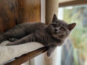 Graue BKH Kitten
