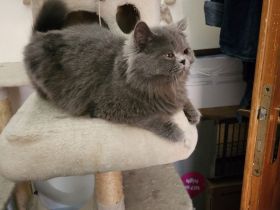 Bhk Bkl wunderschöne kitten