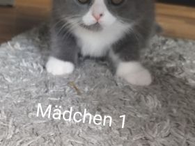 BKH Kitten abholbereit
