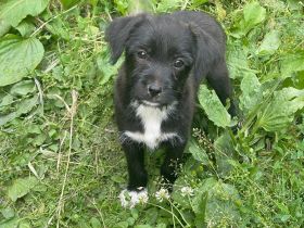 Border Collie Mix Welpen