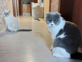 Zwei liebevolle Katzen