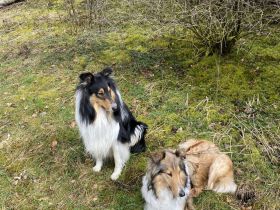 Collie Welpen 13.06.2023