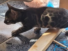 Brown Black Doppel-Charcoal Bengal Kater mit Papieren Kitten trägt Lynx