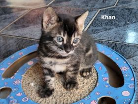 Brown Black Charcoal Bengal Kater Kitten mit Papieren trägt blue & sepia