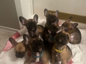 Französische Bulldogge