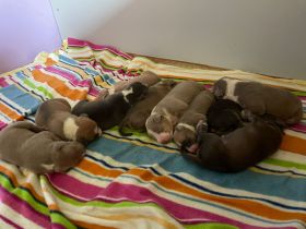 XL American Bully Bossy Bloodline