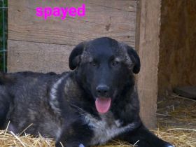 liebe, kastrierte Larisa,geb.1.09.2022, hofft auf ein heim bei tierlieben Menschen die sie aufnehmen