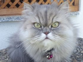 Schönes Perser Katzen Mädchen mit Nase