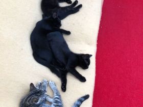 Katzenbabys, BKH Kitten, super süß 🥰