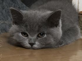 2 Süße BKH Kitten(2W) suchen neues Zuhause