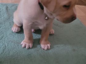 Einen Labrador 5 Monate alt