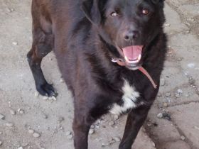 lieber, kastrierter Yang vom Züchtersohn in die Tötung abgegeben in Rumänien;wir suchen ein Heim für