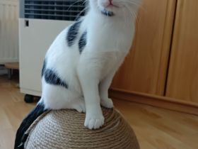 Drei junge Kätchen suchen ein Liebevolles Zu Hause