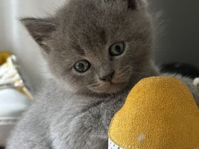 BKH  schöne Babys Katzen in Würzburg