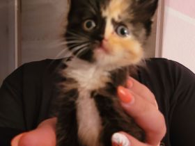 Katzenbabys suchen neues Zuhause