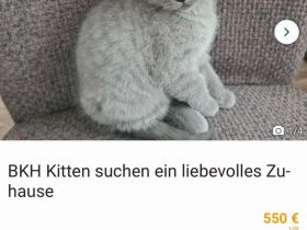 BKH Kitten suchen ein liebevolles Zuhause