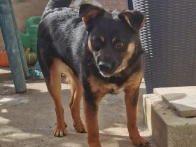 liebe, kastrierte Doina in Welver in Pflege,sucht tierliebes,geduldiges Frauchen das ihr alles zeigt