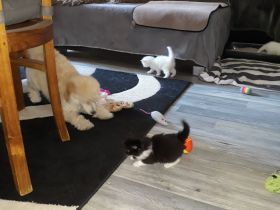 Ragdoll / Türkisch Angora KItten