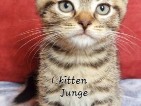 3 BKH Kitten suchen ein Neues Zuhause