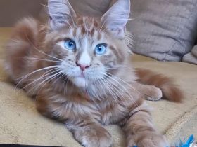 Maine-Coon-Kätzchen mit blauen Augen (mit Stammbaum)