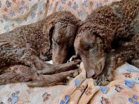 Curly-Coated Retriever Welpen