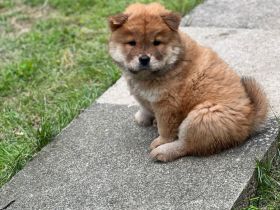 Chow Chow Weibchen sucht zuhause