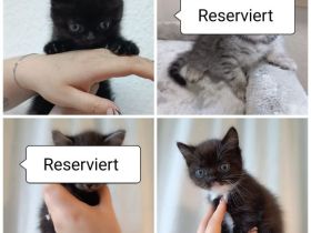 Babykatzen suchen ein neues Zuhause.