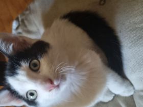 türkisch Van Katzenkinder