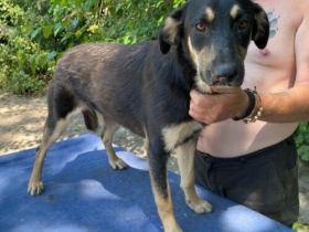 Fleki- LabradorSchäferhund Mix- ca. 50cm