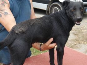 Samu-TerrierMix- Rüde-ca 50cm