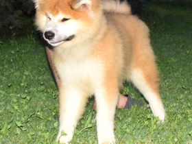 Wundervoller flauschiger Akita-Welpe