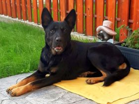 Schäferhündin, liebe, bereits kastrierte Jessy vom Züchtersohn ausgesetzt, sucht ein Heim bei tierli