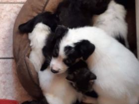 Rumänischer Schäferhund de Bucovina mit American Akita