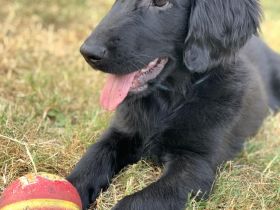 Flat Coated Retriever der FCI, der bereit zur Abholung ist. Er kommt mit einem Reisepas
