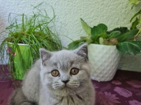 Zwei reinrassige BKH Kitten